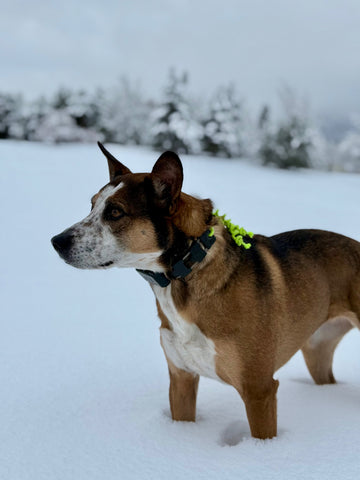 The E-Collar: Shock Collar or Smart Tool? What You Need to Know About E-Collars