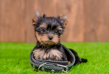 Collar Opinions: Why the Most Common Tool Might Not Be the Best One for Your Dog