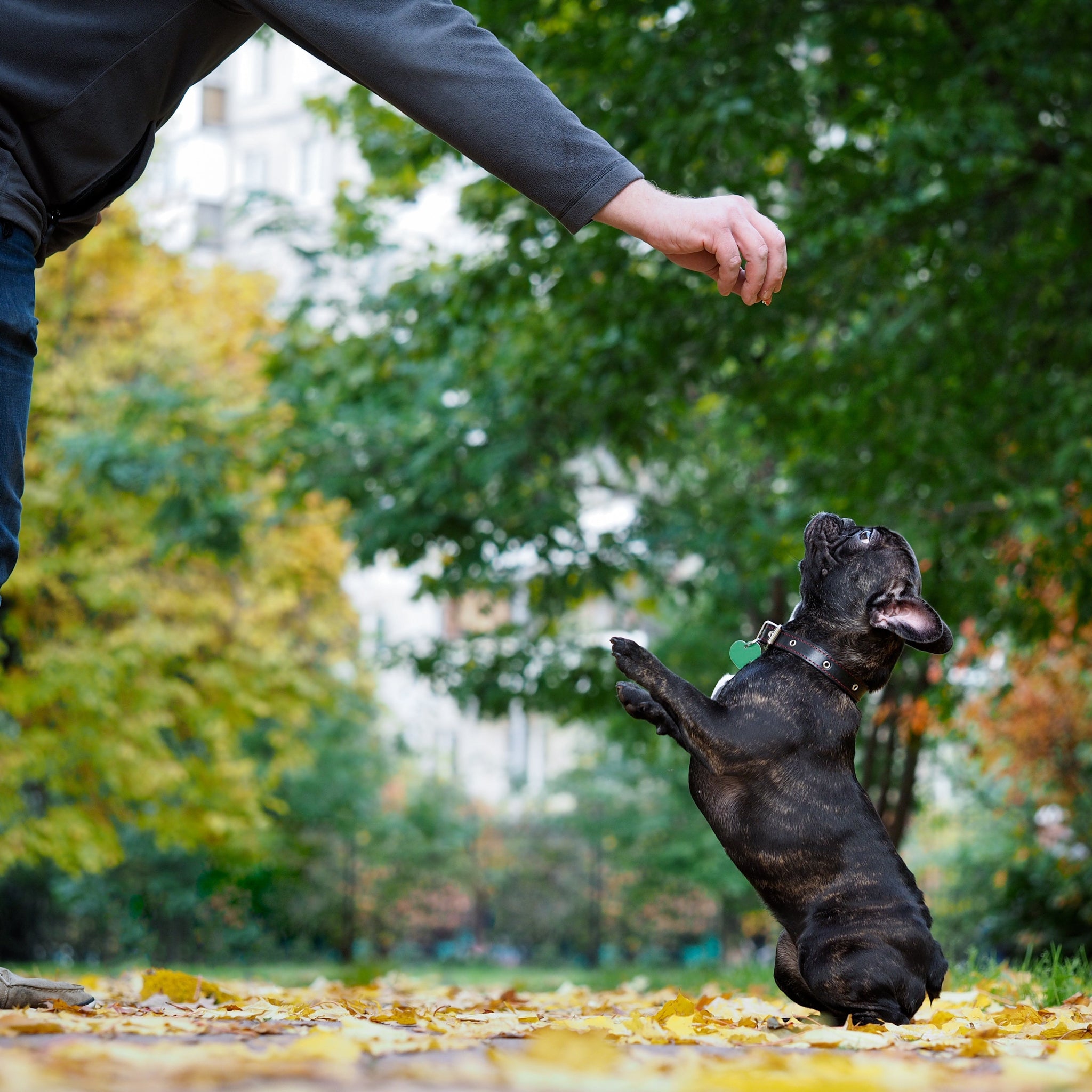 Effective Dog Training Techniques: Luring and Shaping for Success