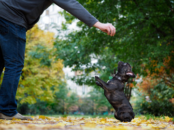 Effective Dog Training Techniques: Luring and Shaping for Success