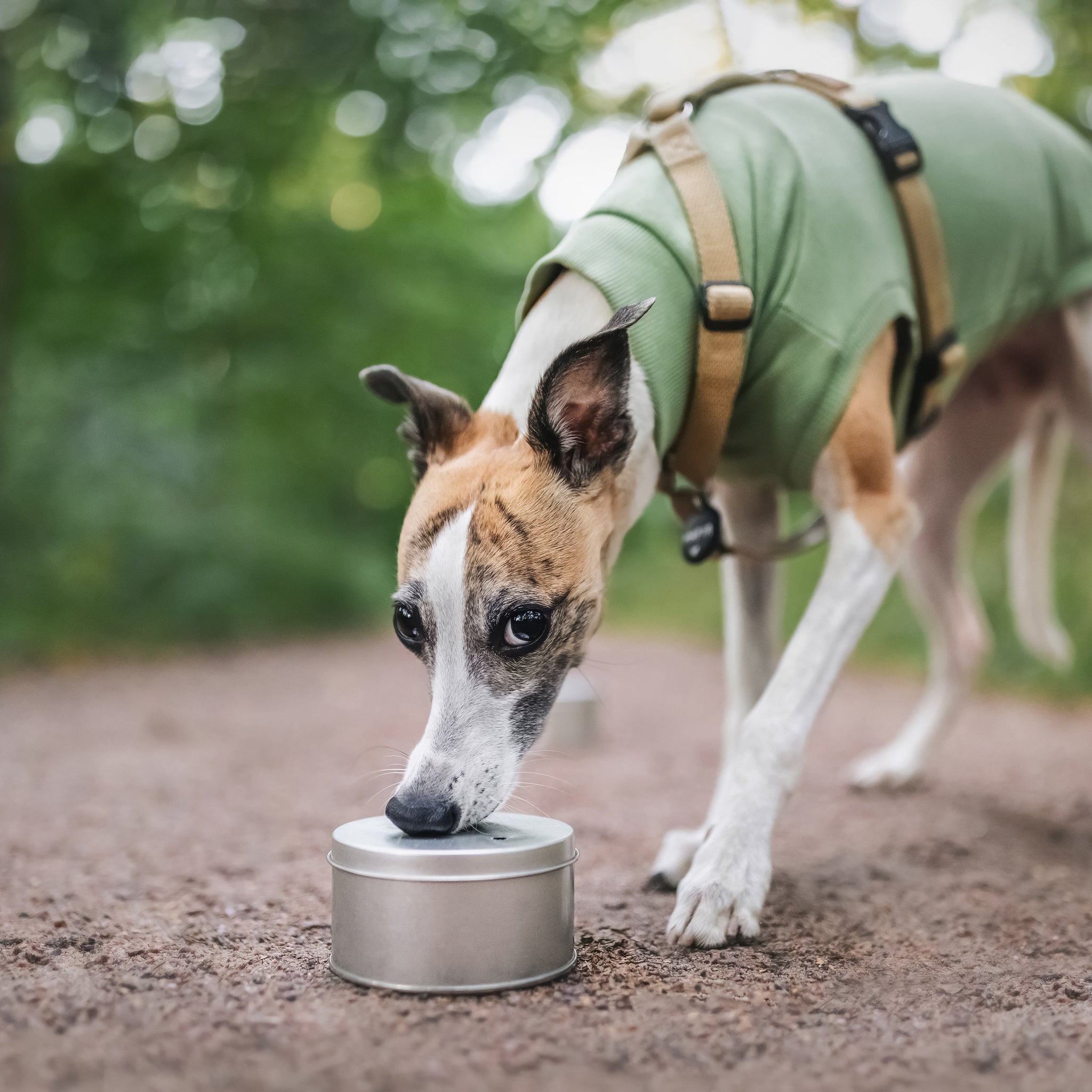 How to Imprint Your Dog on Scent for Nosework Training – Shaping & Association Methods