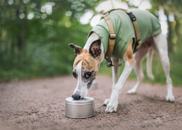 How to Imprint Your Dog on Scent for Nosework Training – Shaping & Association Methods