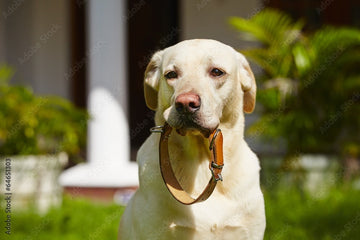 Collar Opinions: Why the Most Common Tool Might Not Be the Best One for Your Dog