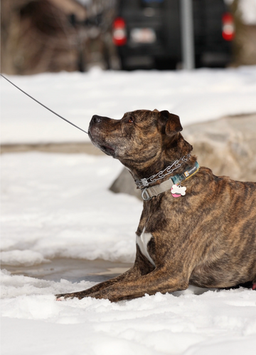 Prong Collar: Helpful Tool or Harmful Choice?