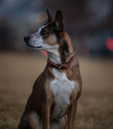 Collar Opinions: Why the Most Common Tool Might Not Be the Best One for Your Dog