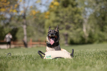 Dog smiling with jute bit pillow in front of them