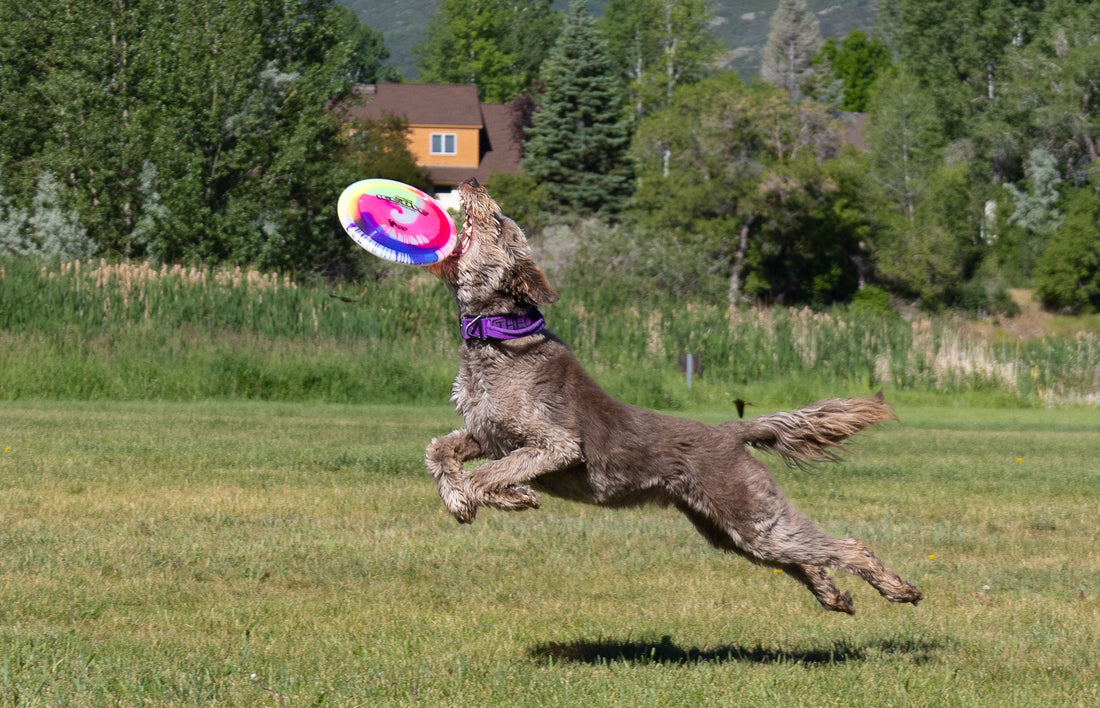 Hero Disc SuperHero 235 Ice Dye – Durable Competition Dog Disc | USA Made