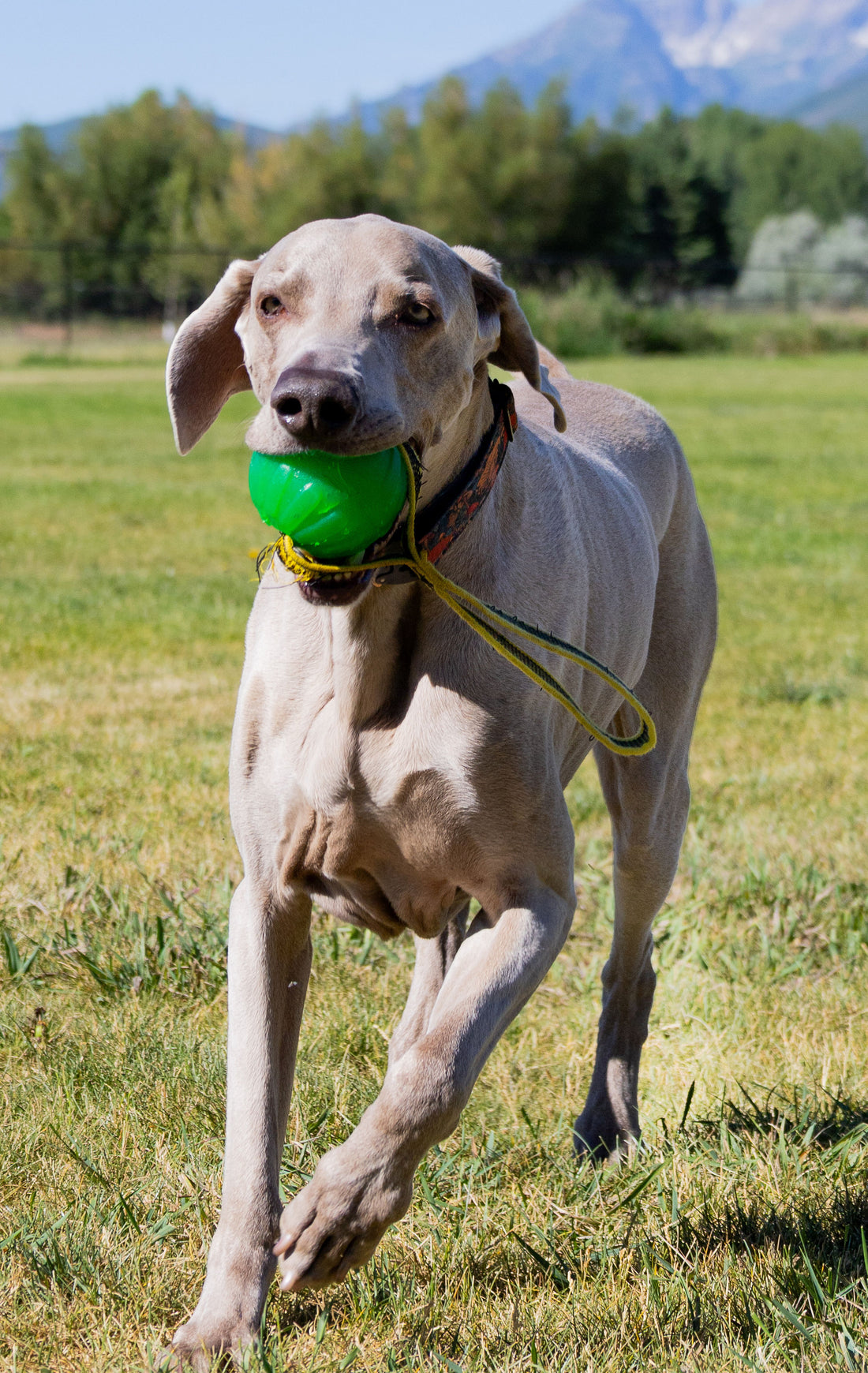 GripCord Chew Ball