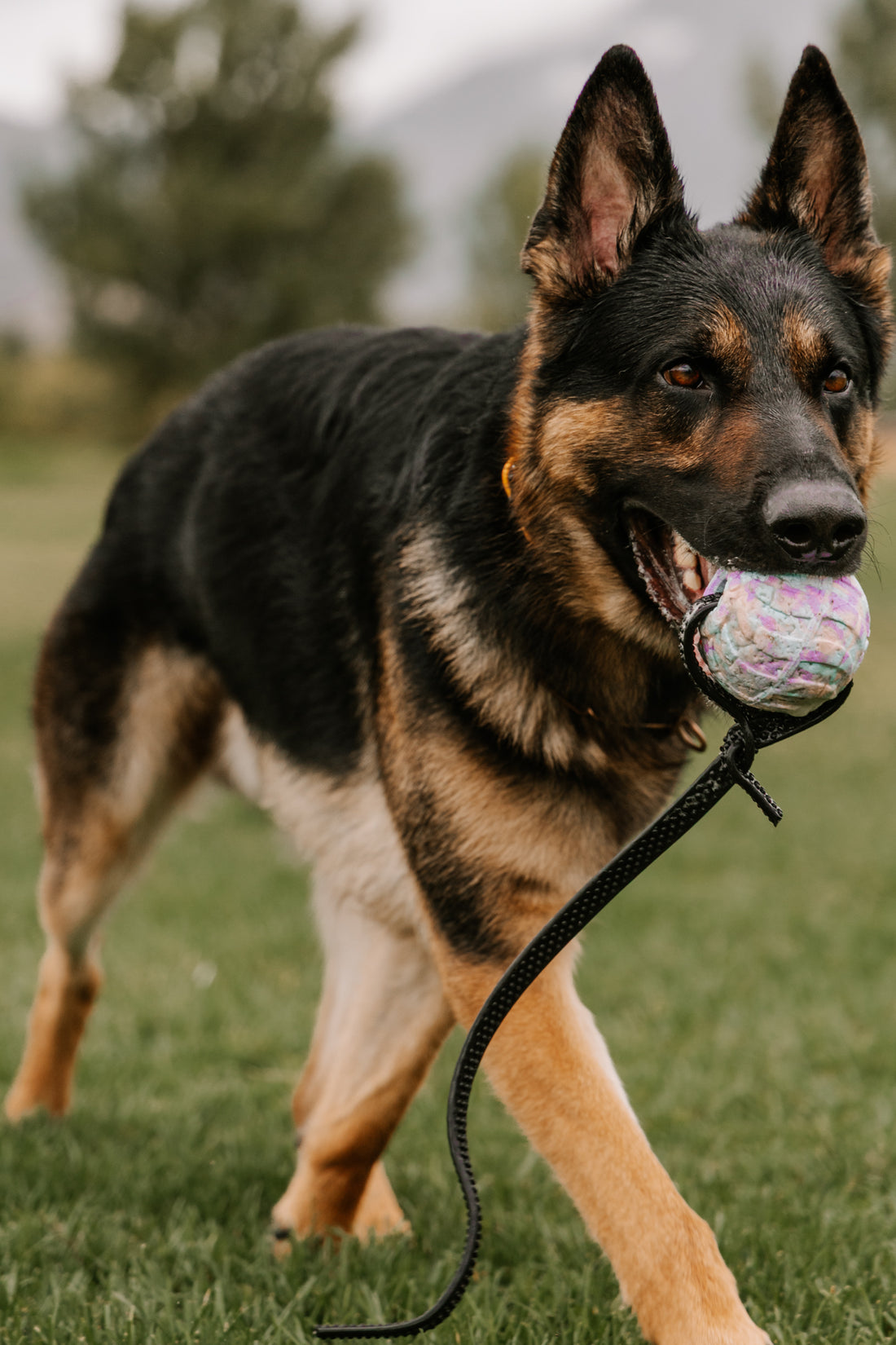 FOAMSTER Durable Foam Dog Ball with Biothane Tug Handle by Foam Dog Balls
