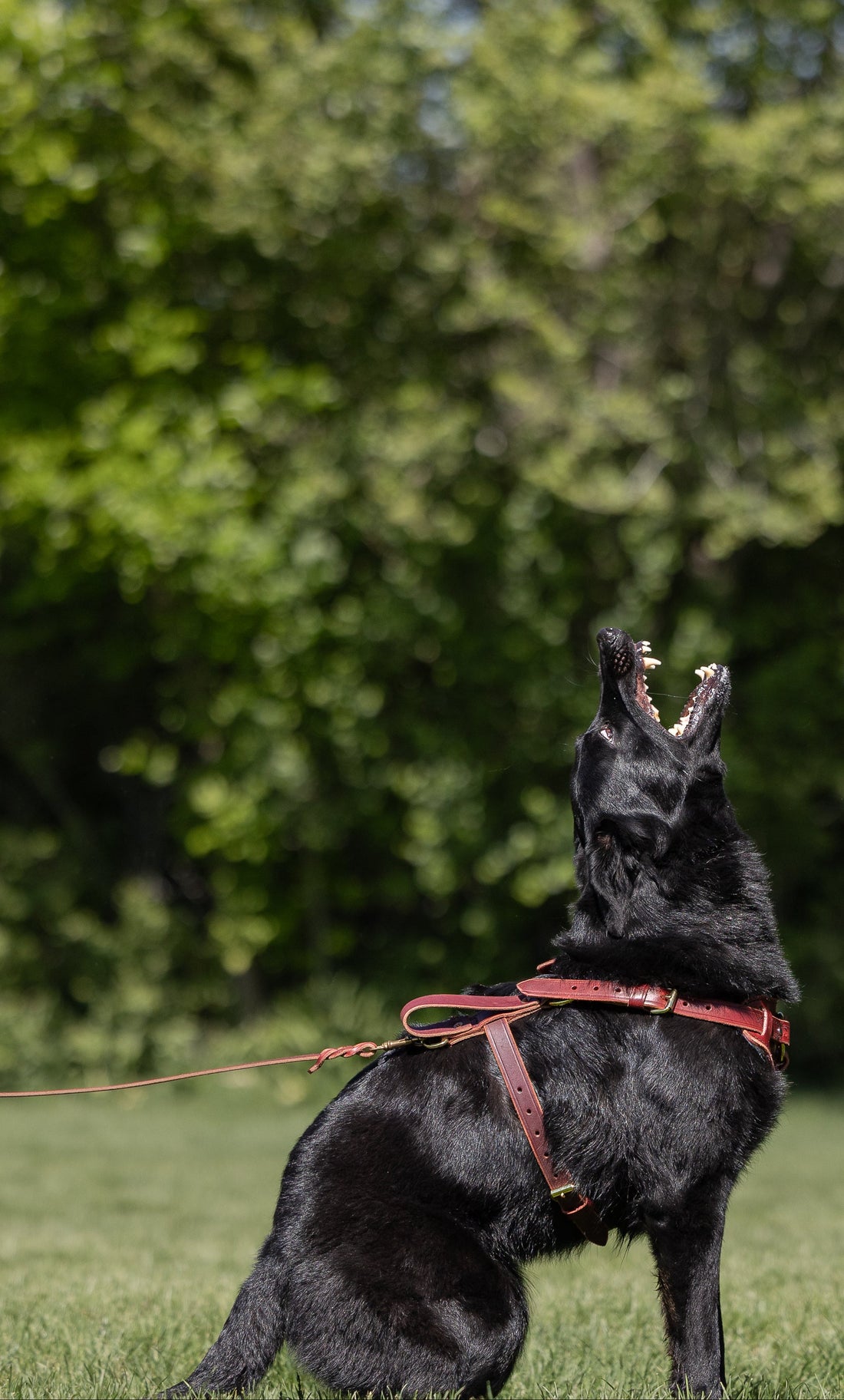 Burgundy Leather Harness on a black dog.