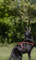 Burgundy Leather Harness on a black dog.