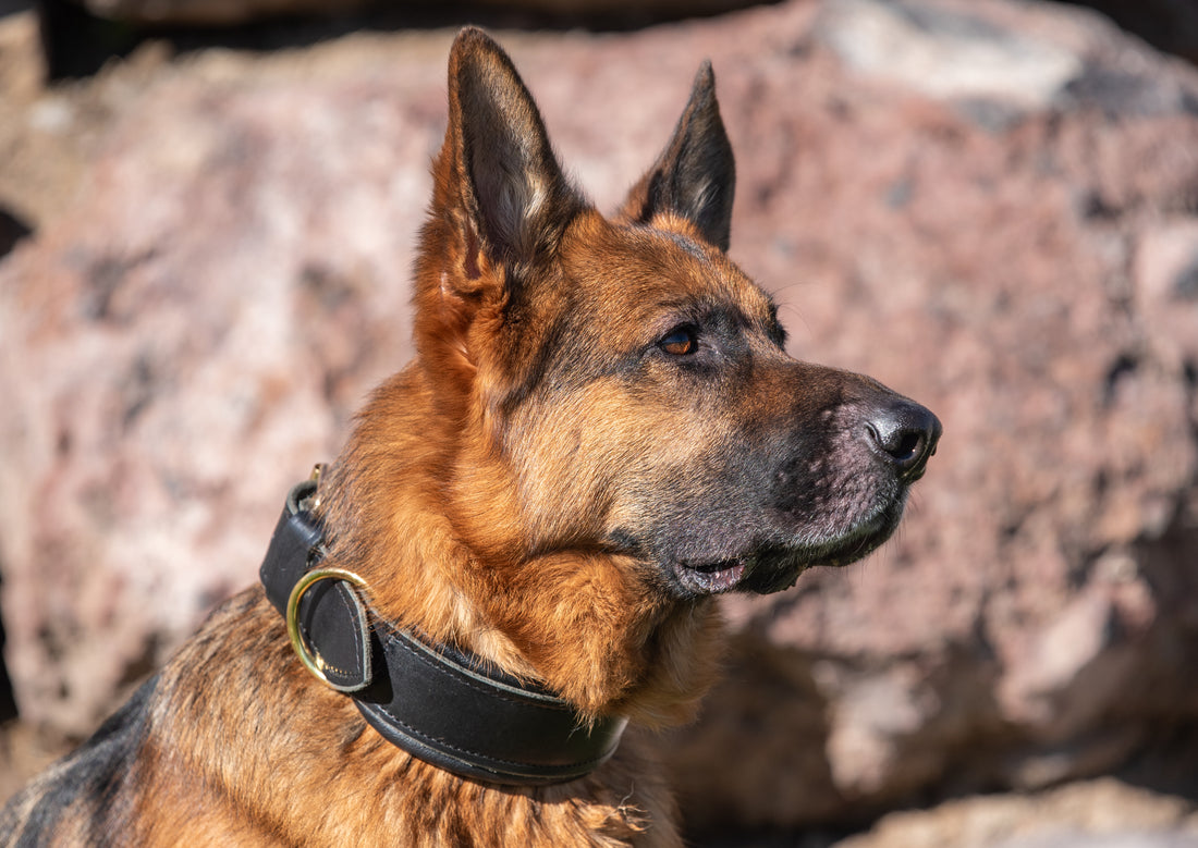 Bridgeport K9 Padded Leather Collar – Premium Black Leather Dog Collar for Comfort and Durability