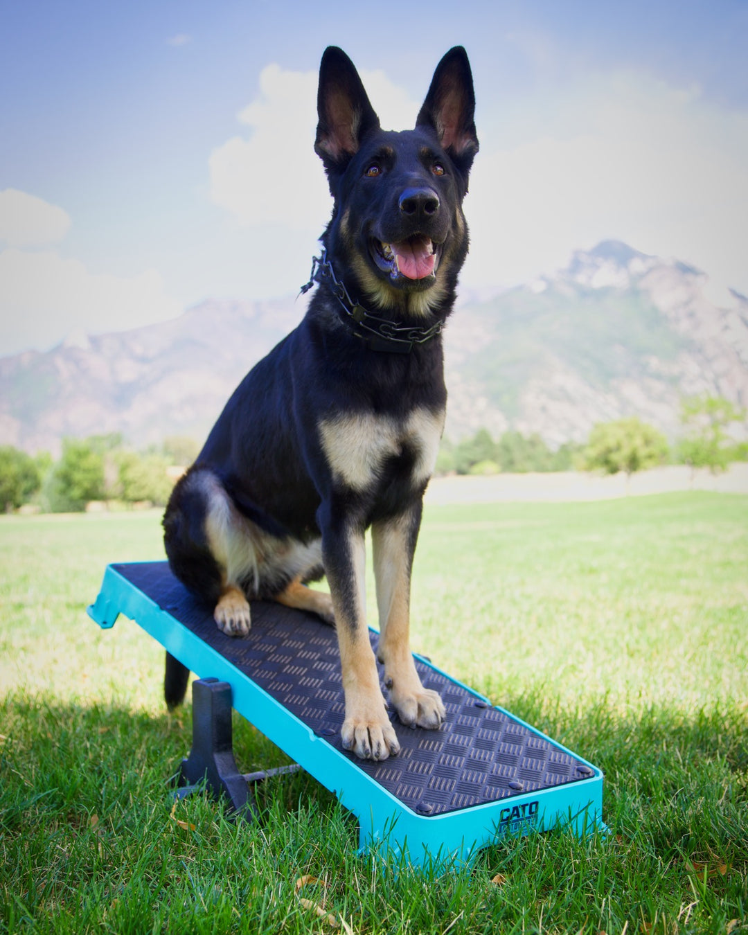 Dog On Cato Board XL Platfomr