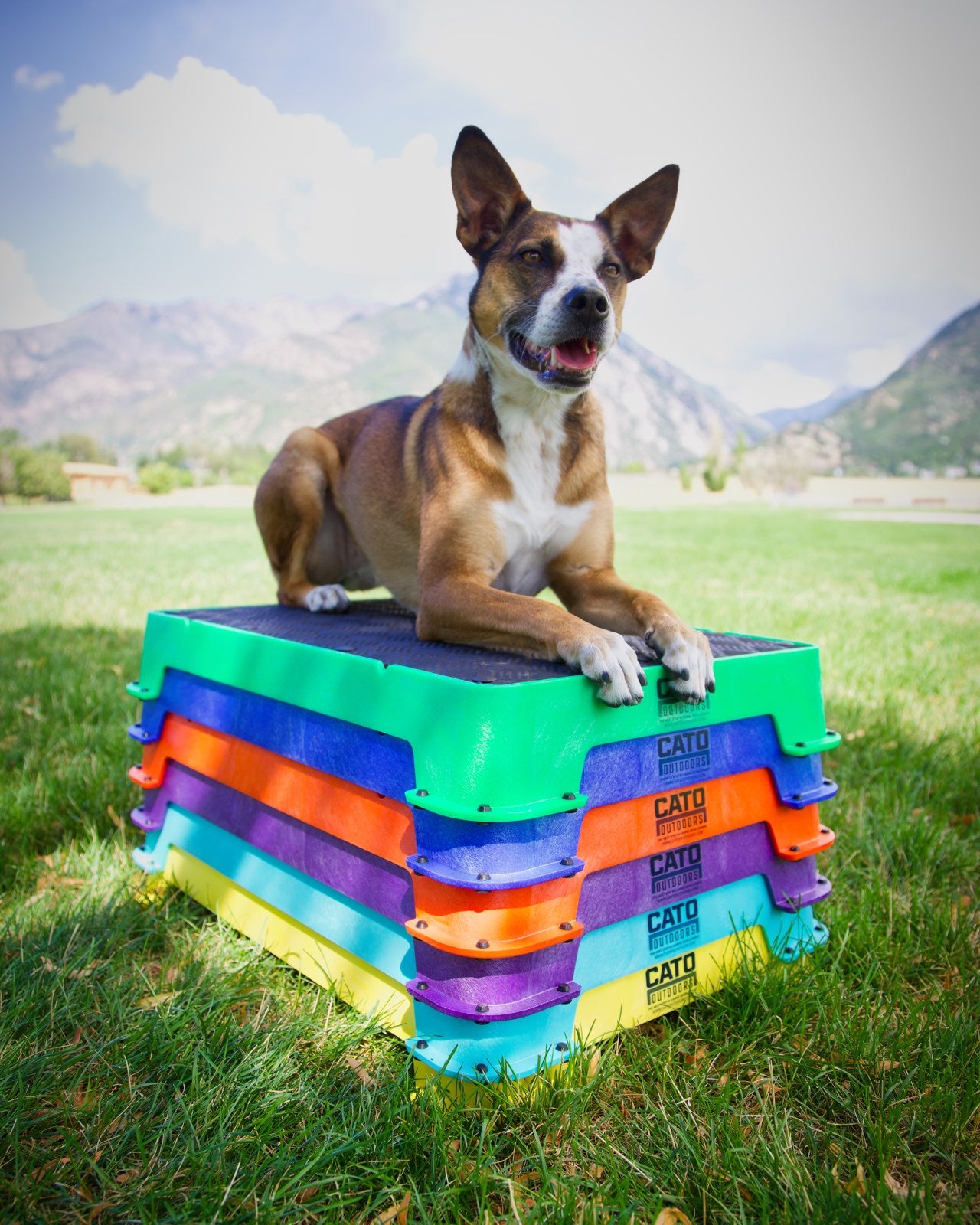 Dog On Top Of Cato Boards