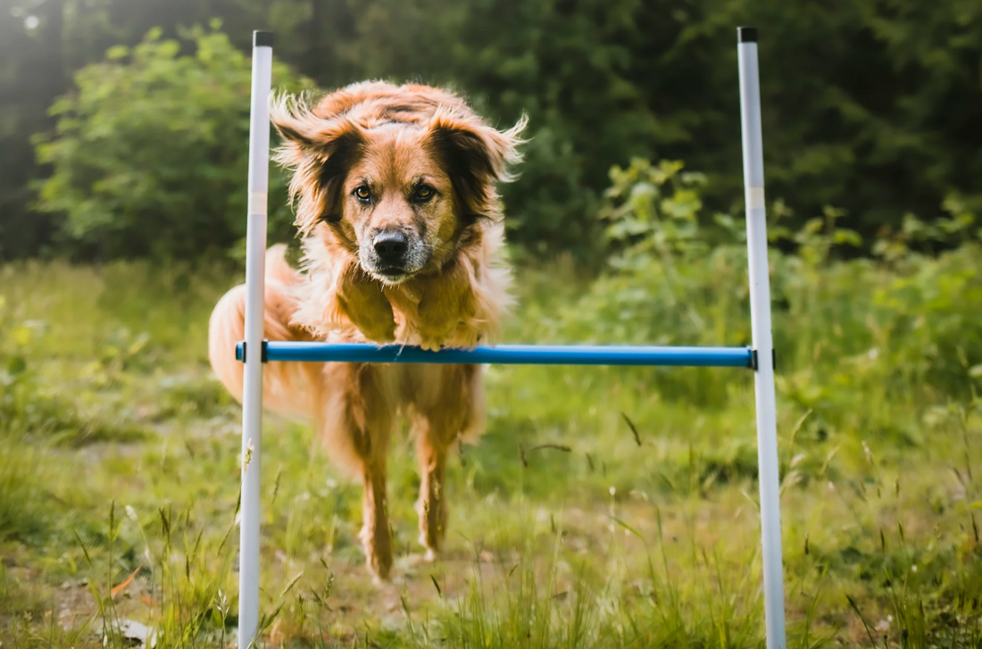 Better Sporting Dogs 3-Piece Dog Agility Equipment Set – Adjustable Jumps & Training Tunnel