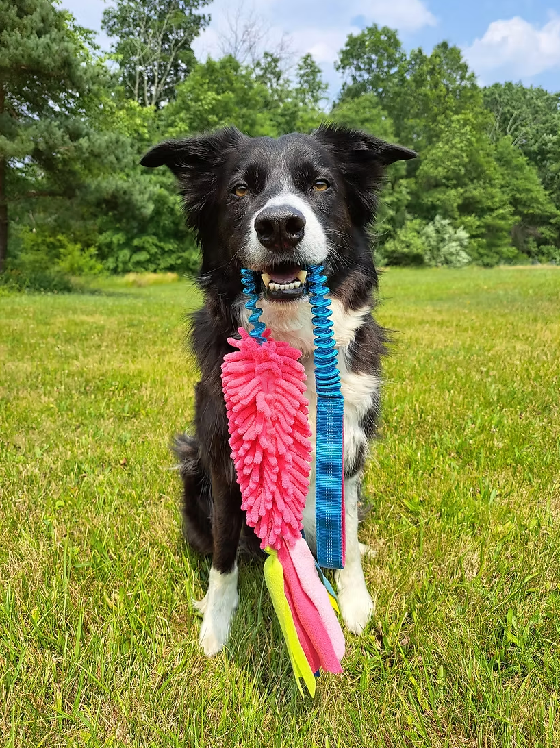 Colorful bungee tug with yellow and orange handles on a white background.