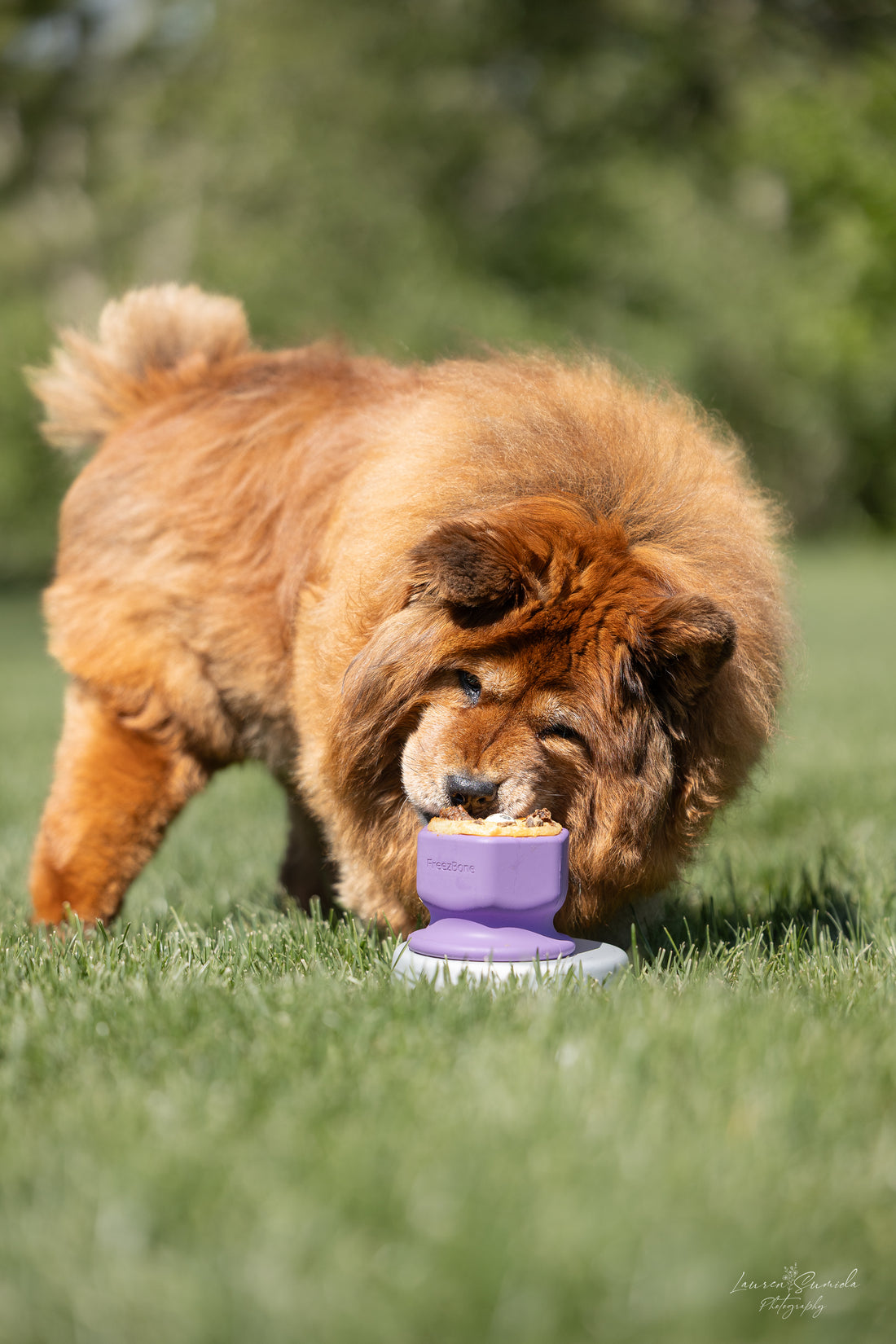 FreezCup: Long-Lasting Chew Fun for Dogs