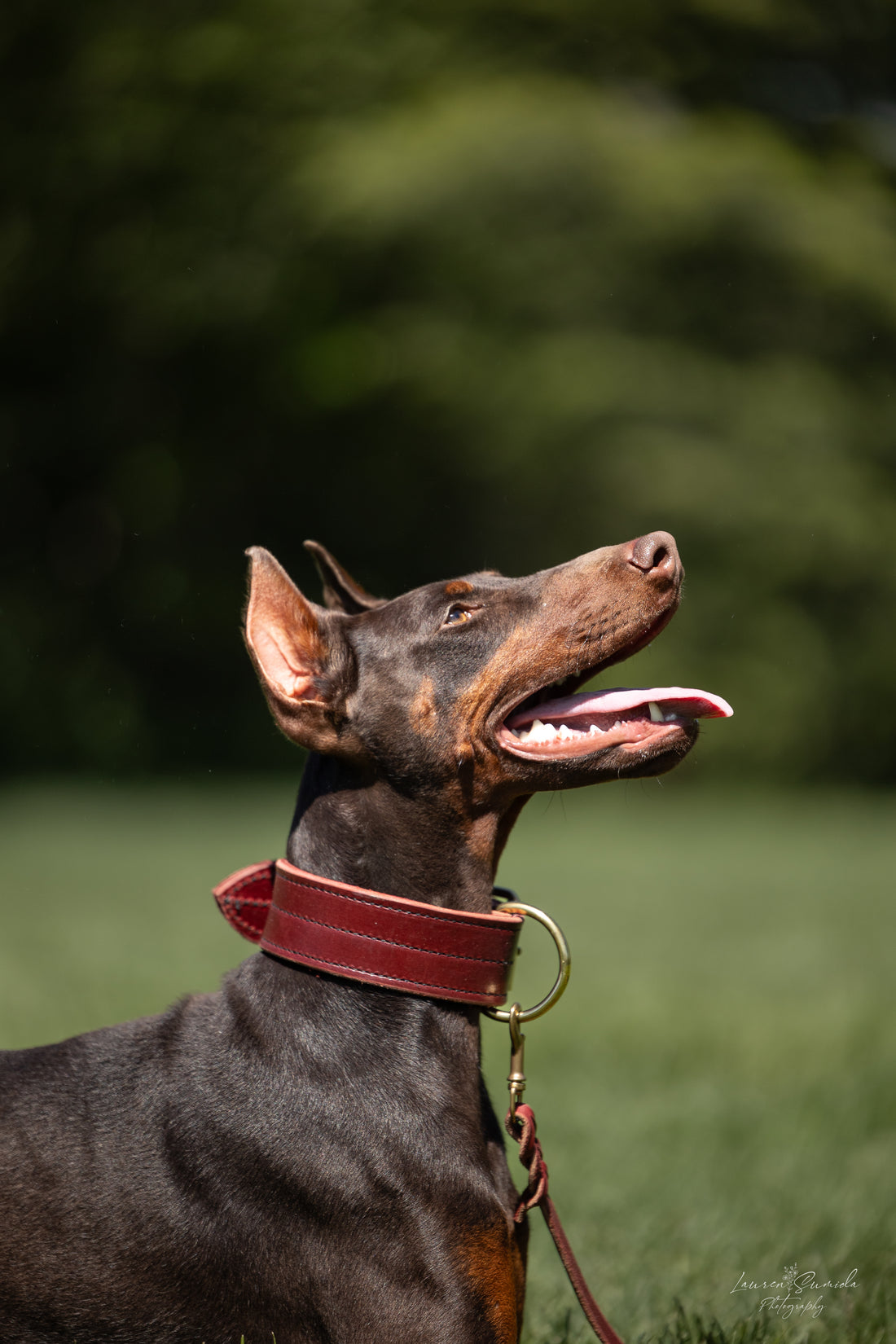 Bridgeport K9 Double Layer Agitation Collar – Premium Latigo Leather Collar for K-9 Training, Handling, and Sports
