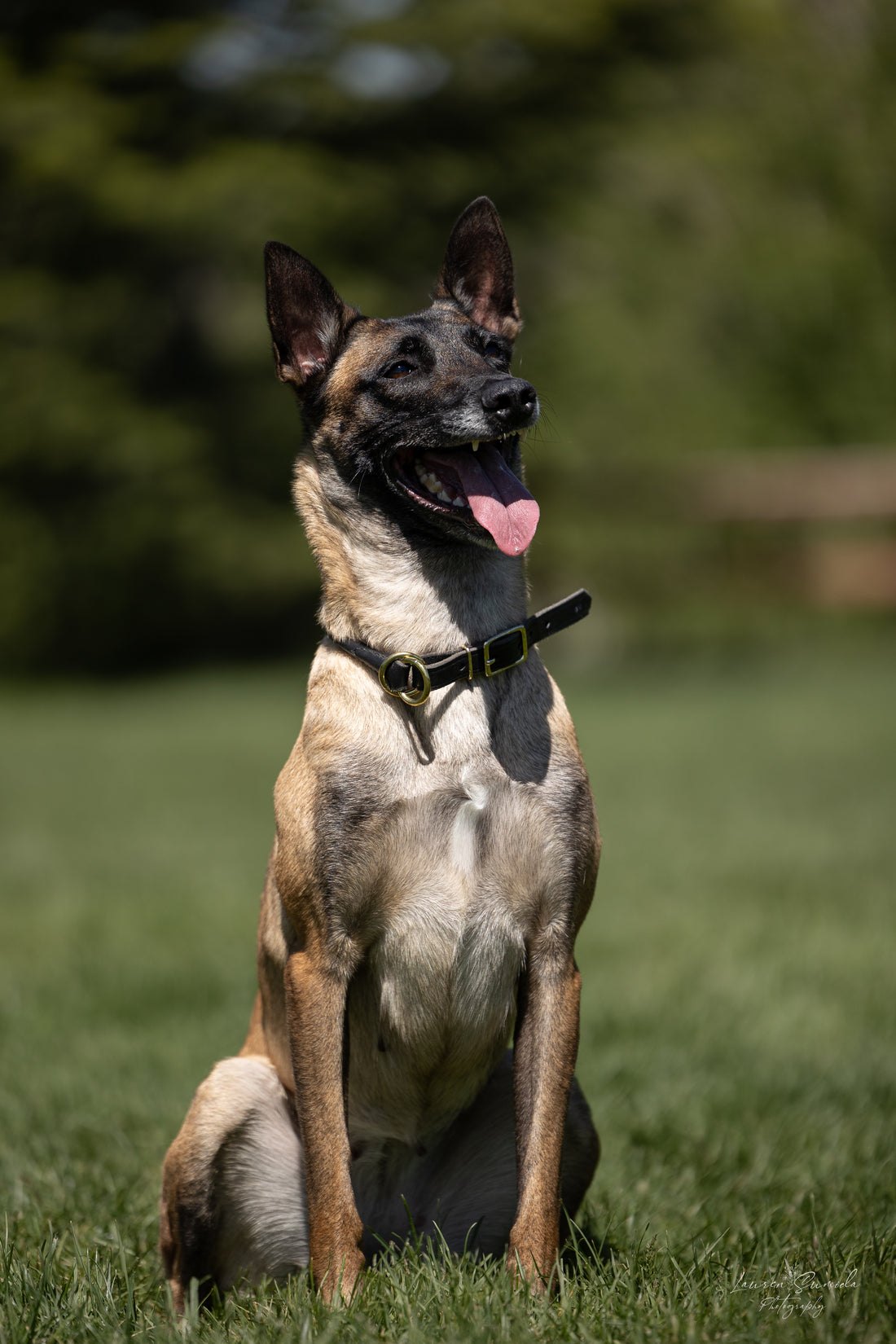 Rolled Leather Slip Collar – Premium Leather Dog Collar for Comfort, Durability, and Control